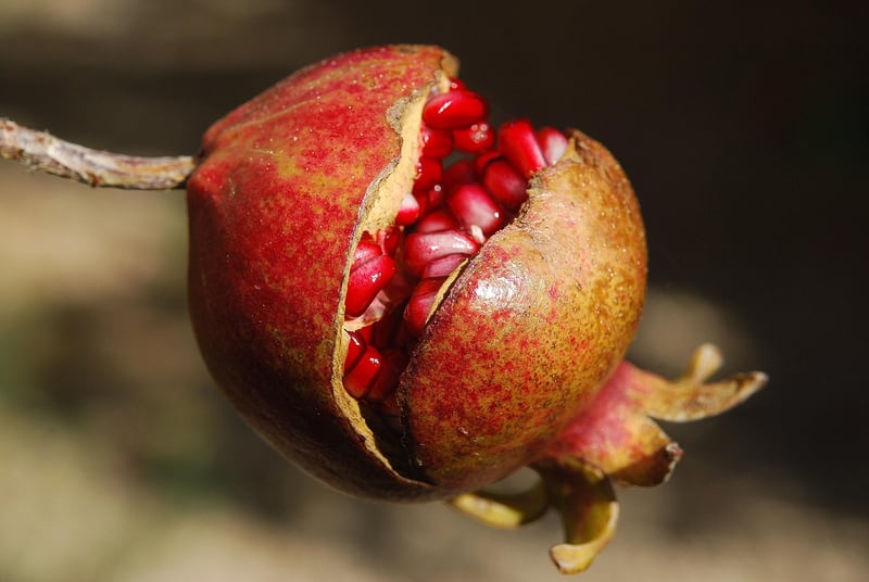 Exotic Superfoods