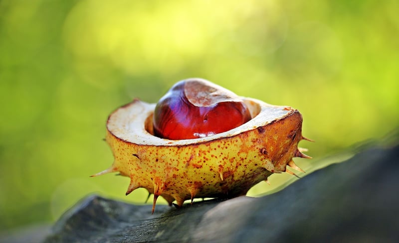 Roasted Chestnuts